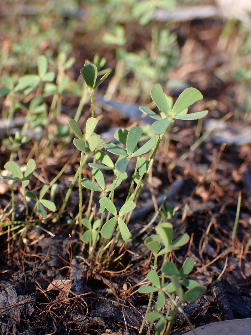 Marsilea costulifera photo 3
