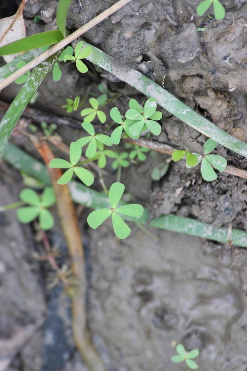 Marsilea costulifera photo 4
