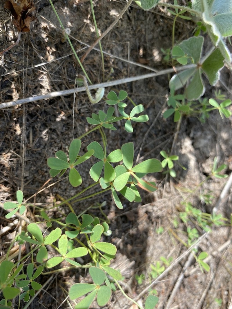 Marsilea costulifera photo 5