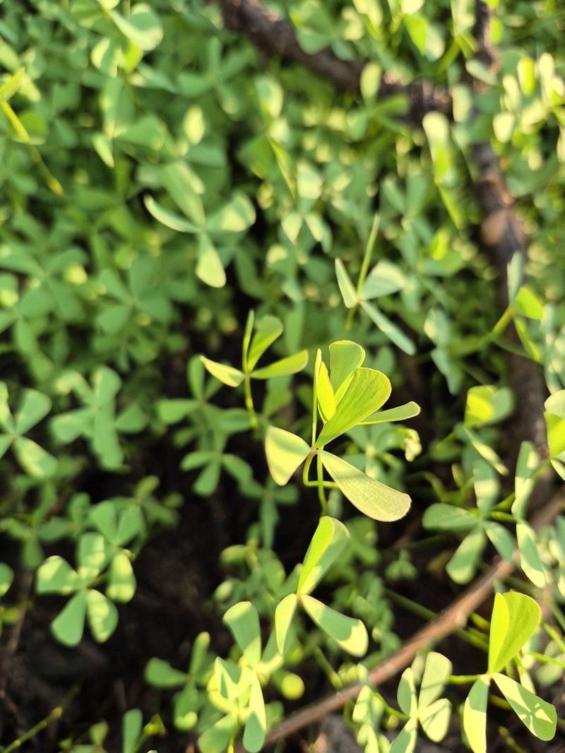 Marsilea costulifera photo 6