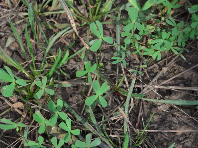 Marsilea costulifera photo 8