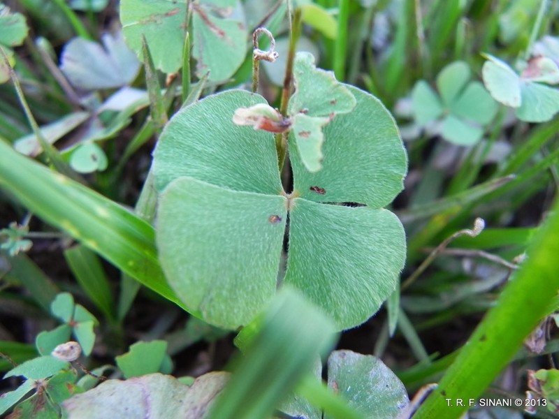 Marsilea crotophora