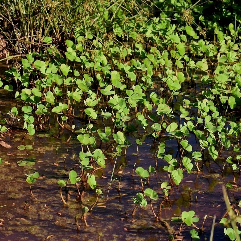 Marsilea crotophora photo 2