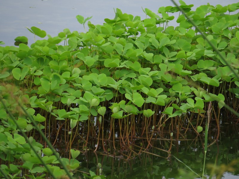 Marsilea crotophora photo 3