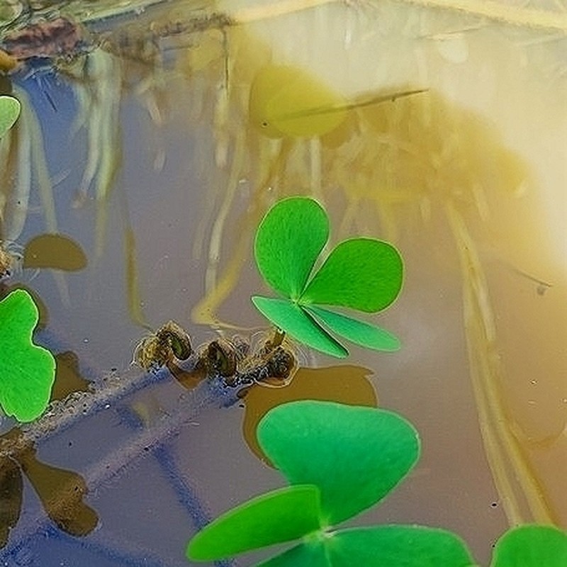 Marsilea crotophora photo 4