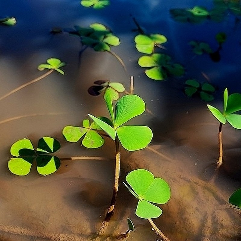 Marsilea crotophora photo 5