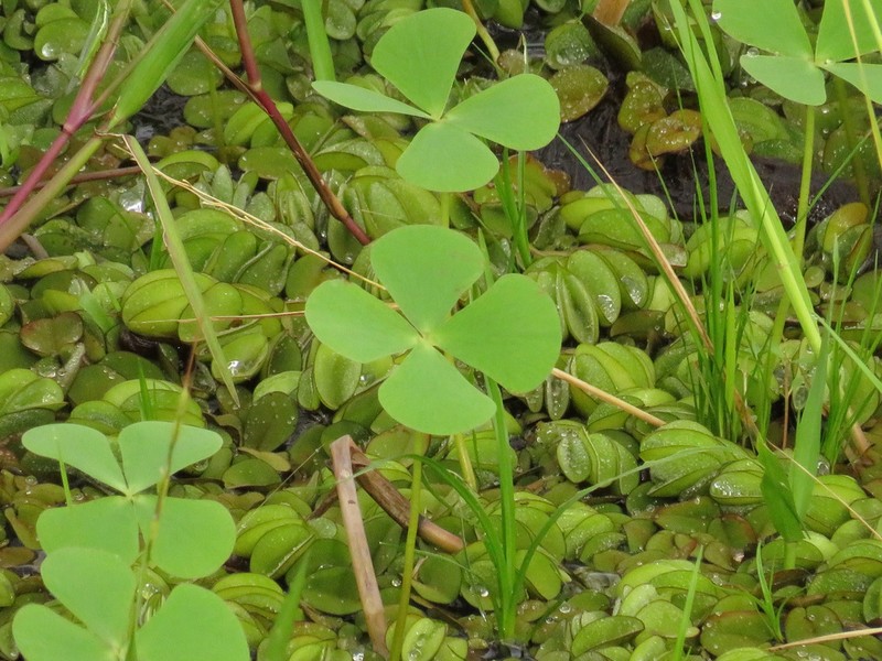 Marsilea crotophora photo 6