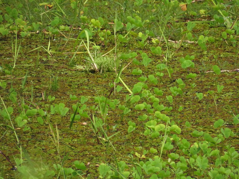 Marsilea crotophora photo 7