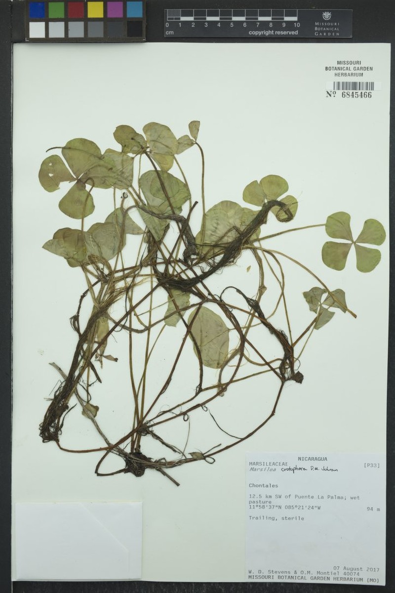 Marsilea crotophora photo 8
