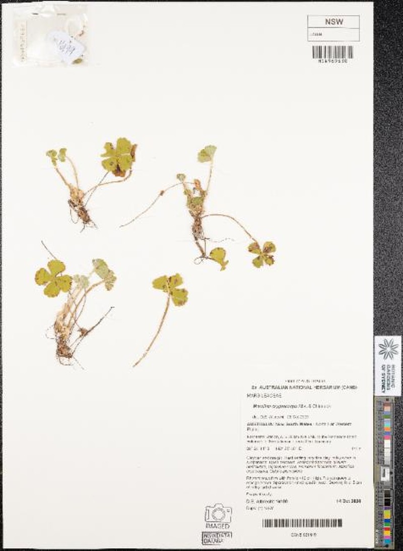 Marsilea cryptocarpa