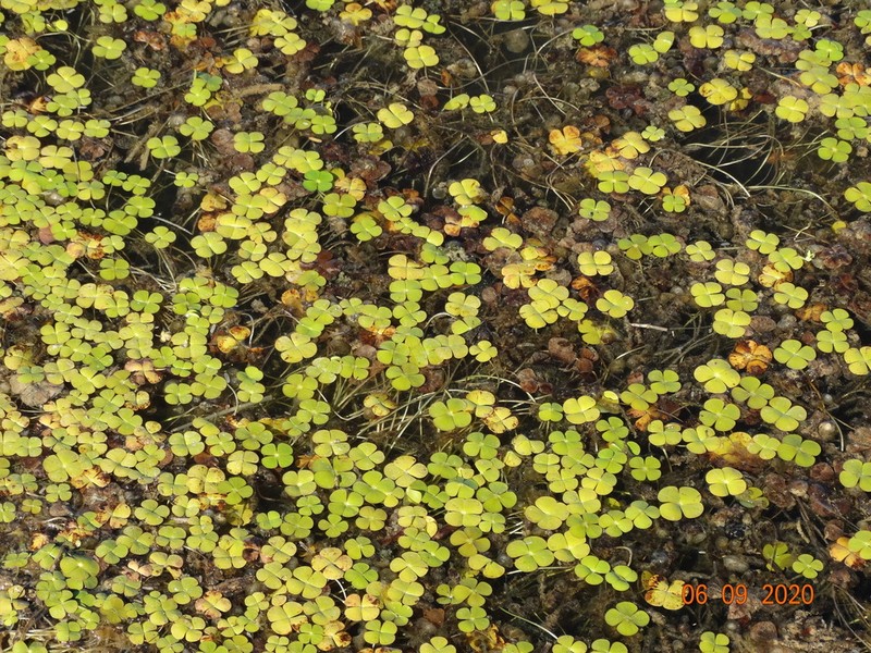 Marsilea deflexa photo 2