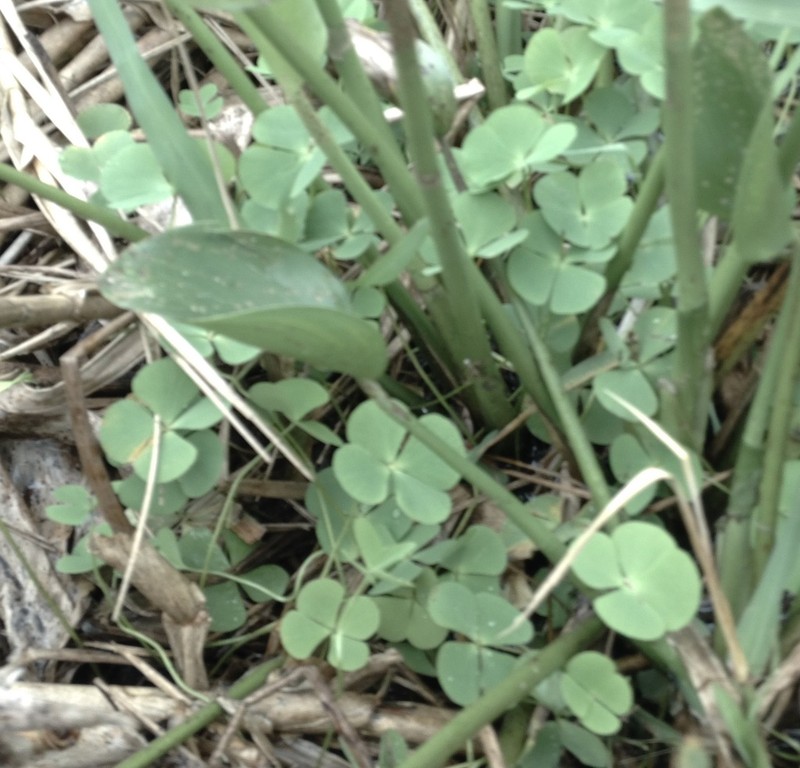 Marsilea deflexa photo 3