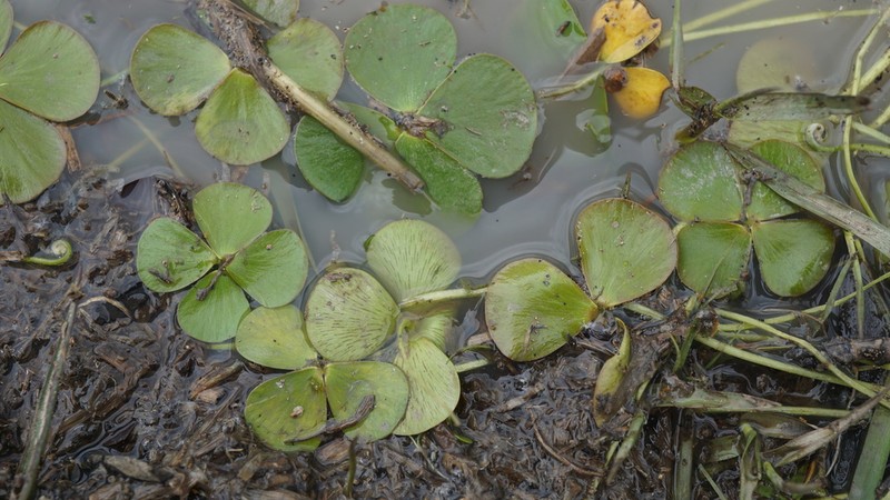 Marsilea deflexa photo 5