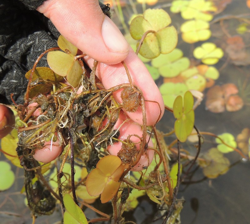 Marsilea deflexa photo 6