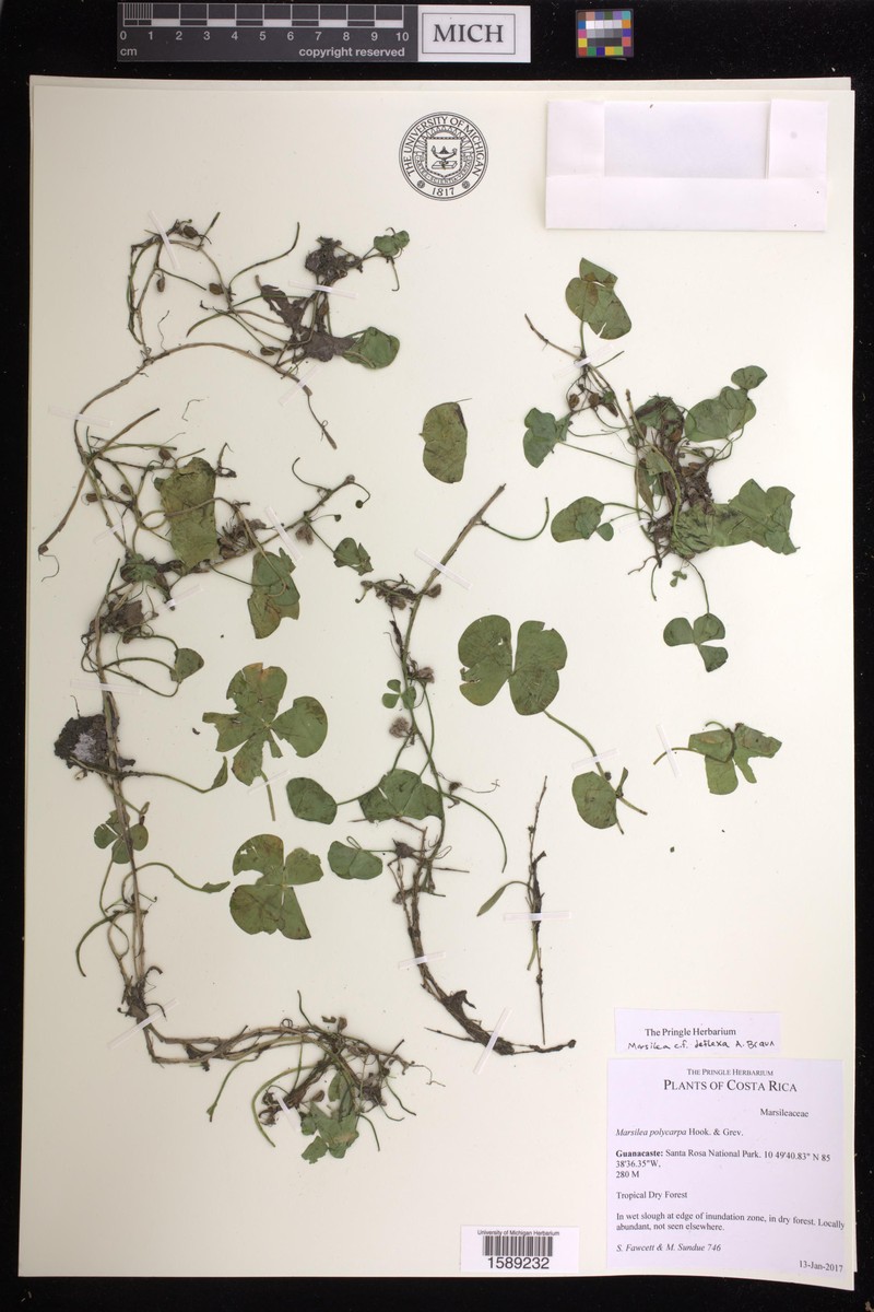 Marsilea deflexa photo 7