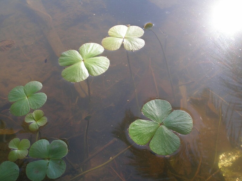 Marsilea ephippiocarpa photo 2