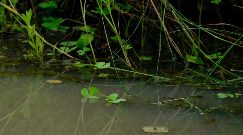 Marsilea ephippiocarpa photo 3