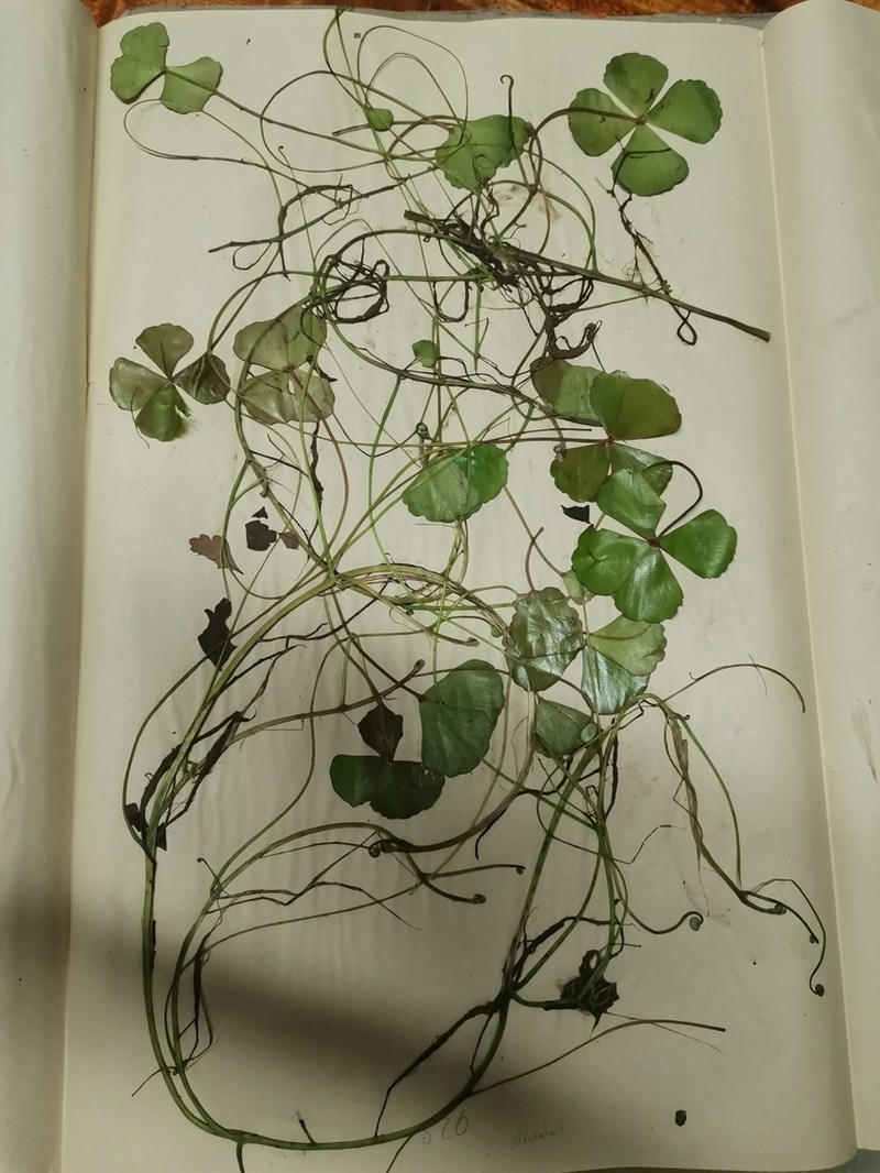 Marsilea ephippiocarpa photo 4