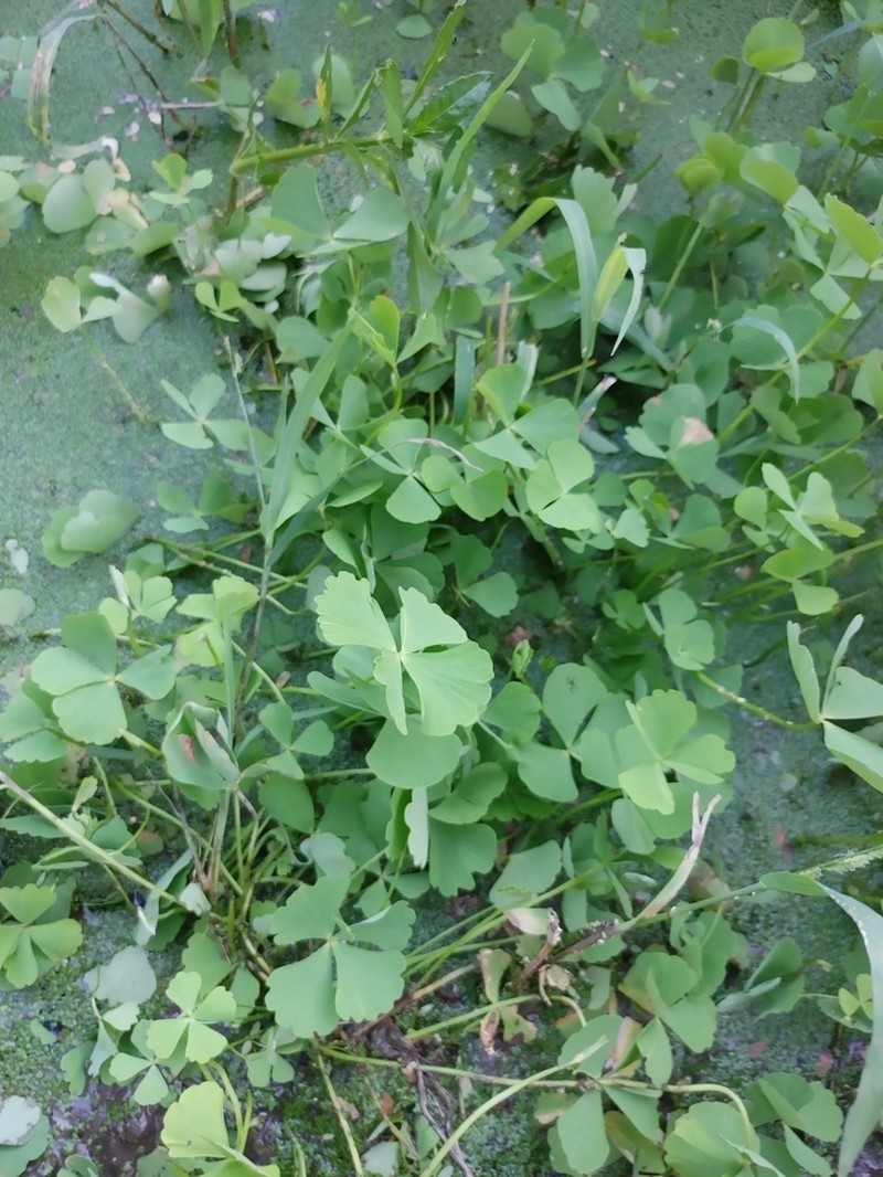 Marsilea ephippiocarpa photo 5
