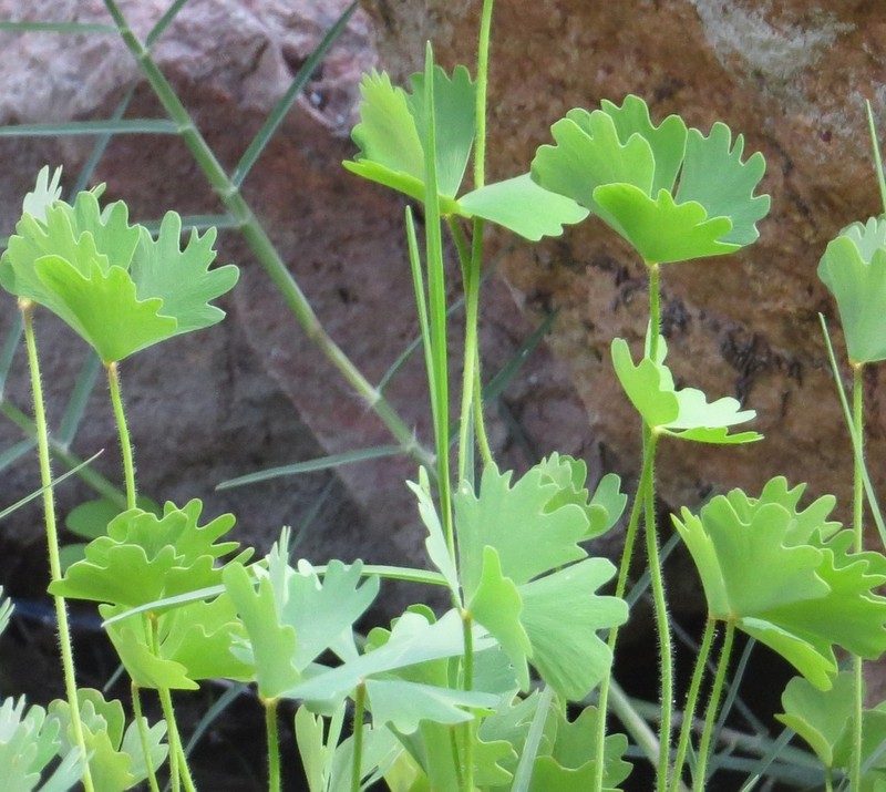Marsilea ephippiocarpa photo 6