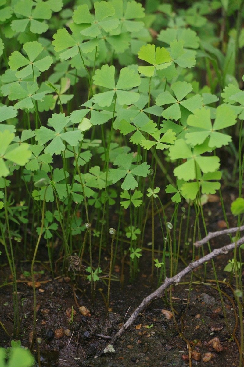 Marsilea ephippiocarpa photo 7