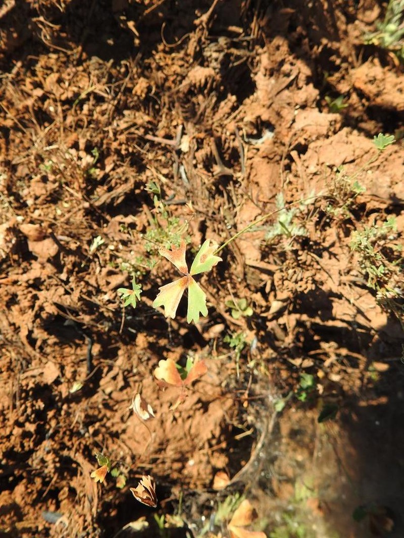 Marsilea ephippiocarpa photo 8