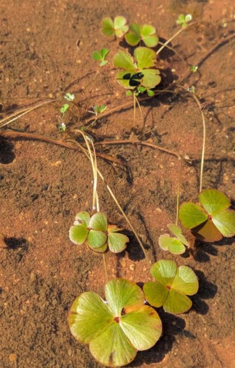 Marsilea exarata photo 2