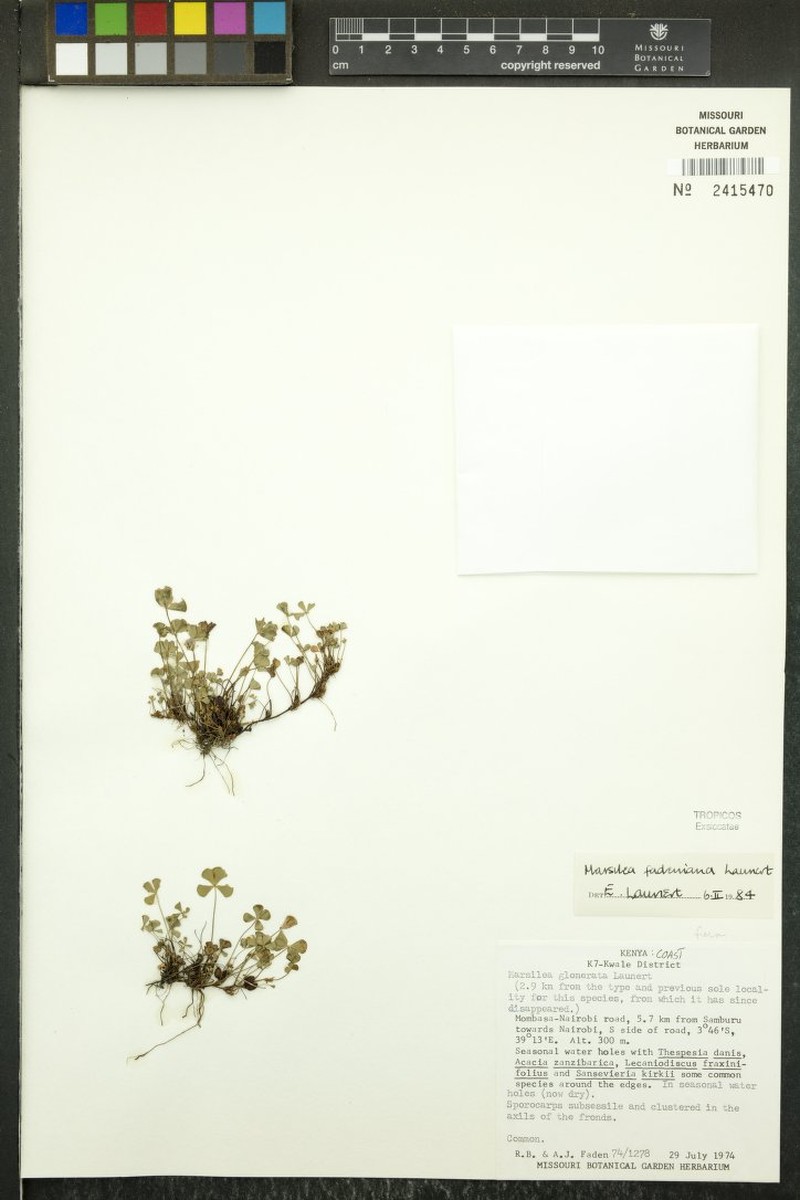 Marsilea fadeniana