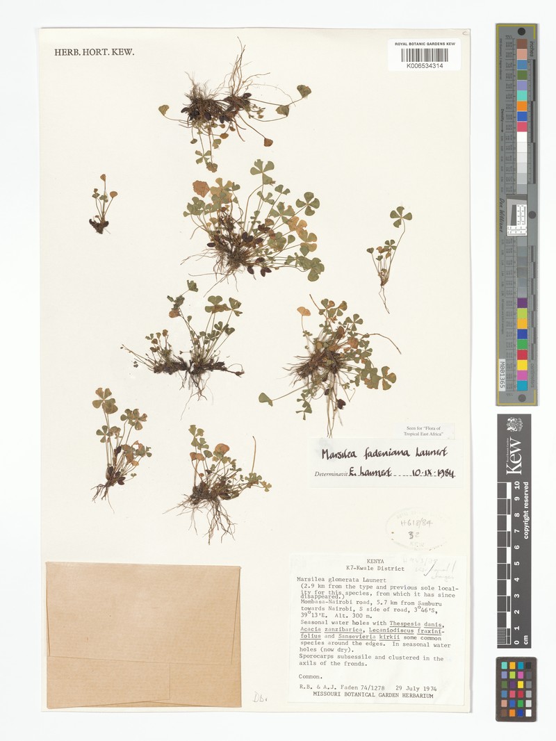 Marsilea fadeniana photo 2