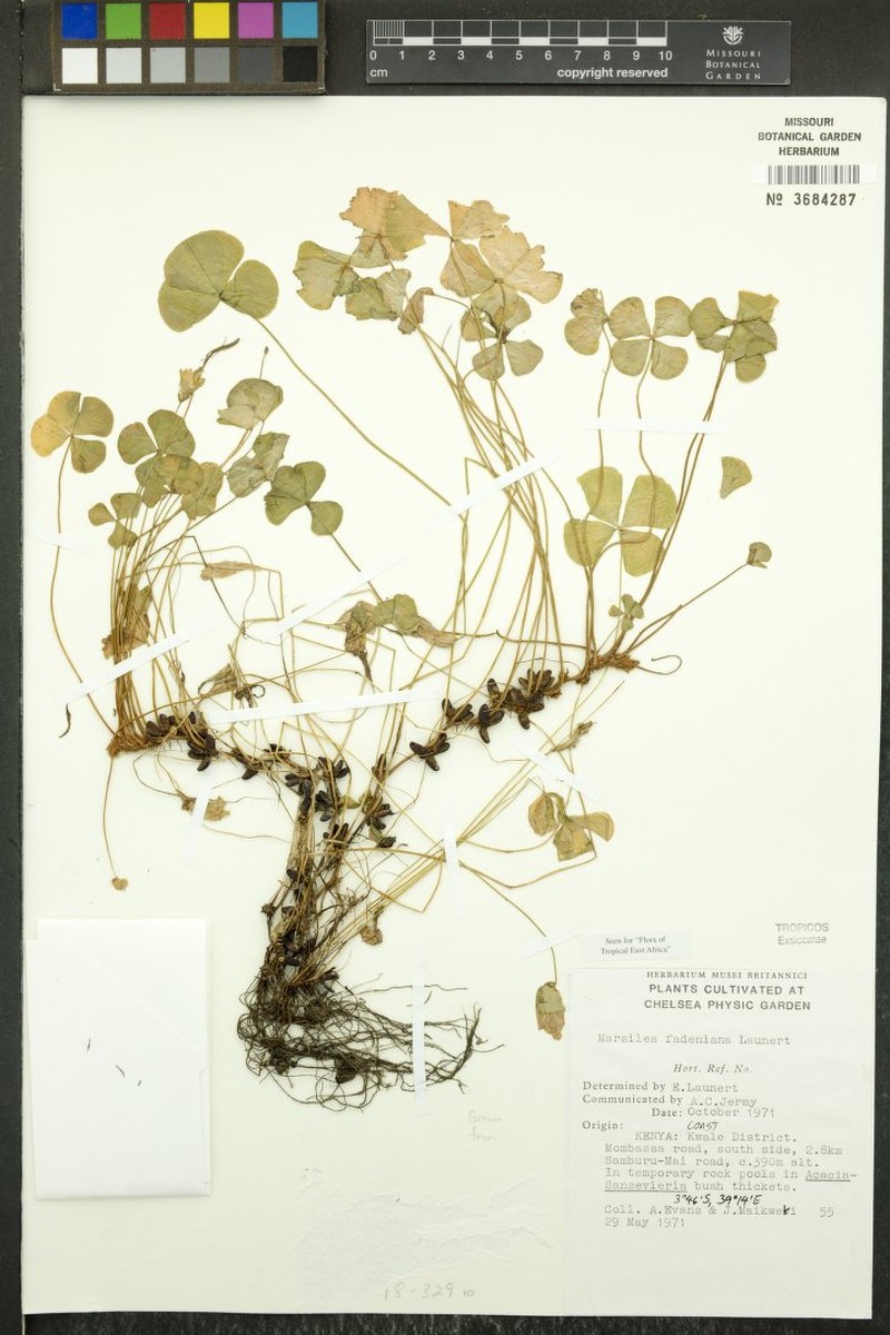 Marsilea fadeniana photo 3