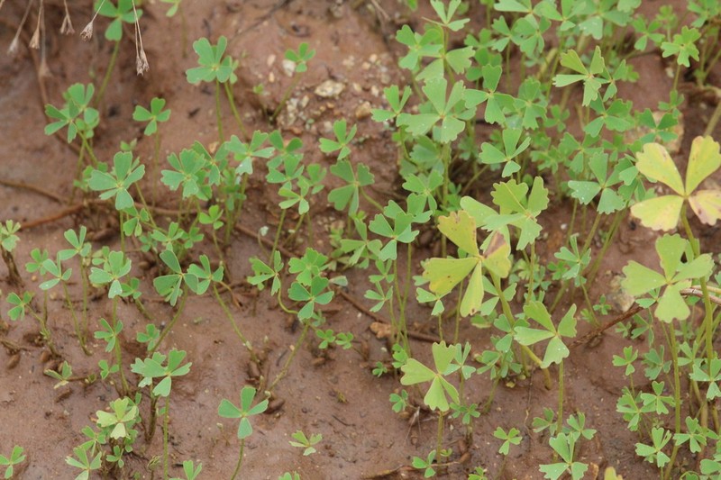 Marsilea farinosa