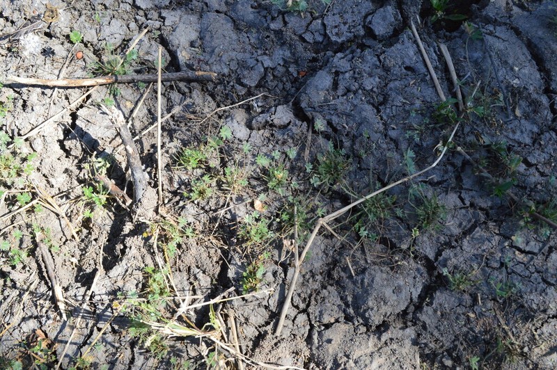 Marsilea farinosa photo 2
