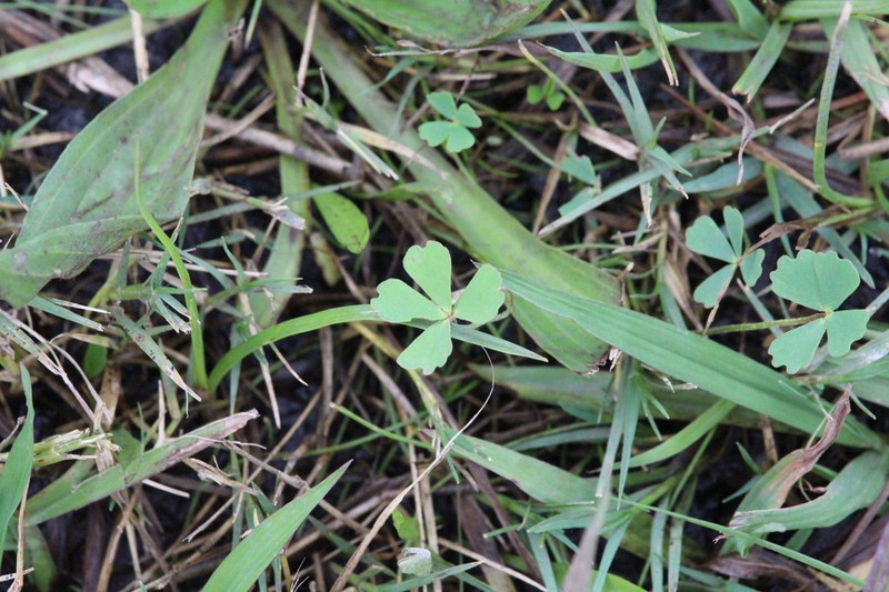 Marsilea farinosa photo 3