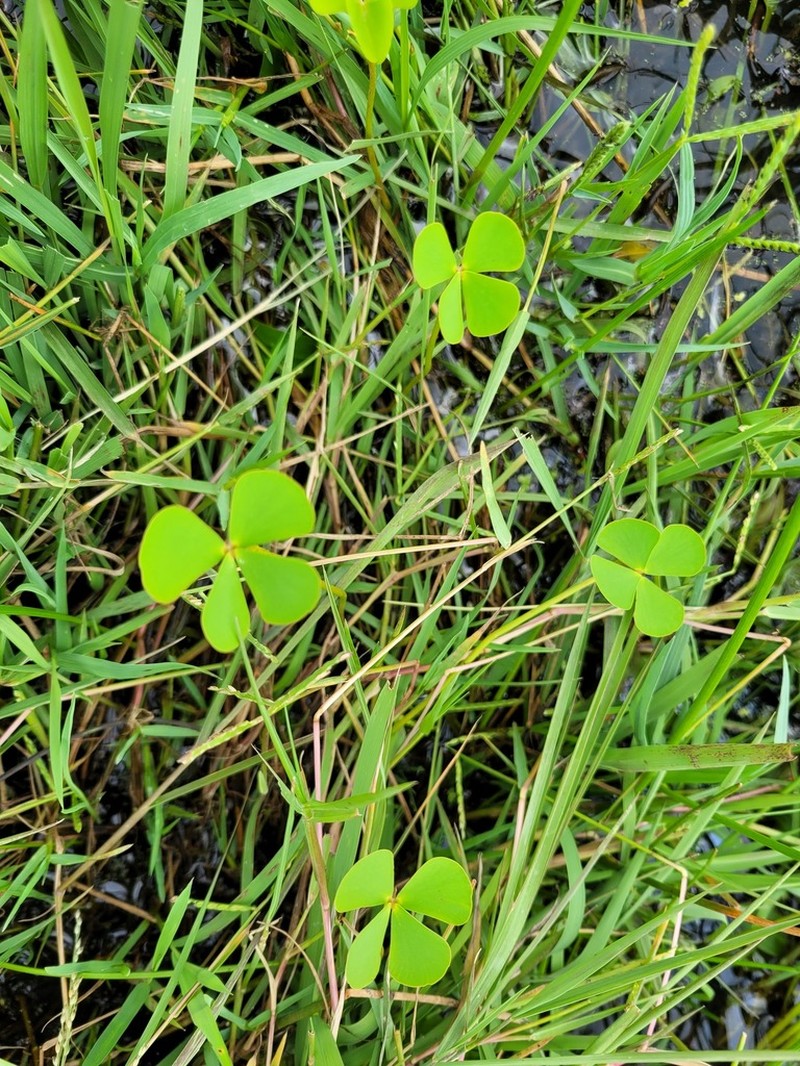 Marsilea farinosa photo 4