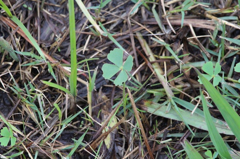 Marsilea farinosa photo 5