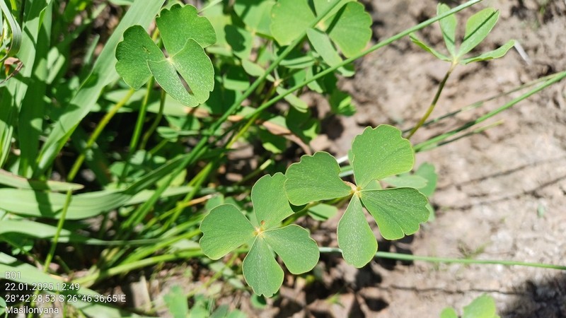 Marsilea farinosa photo 6