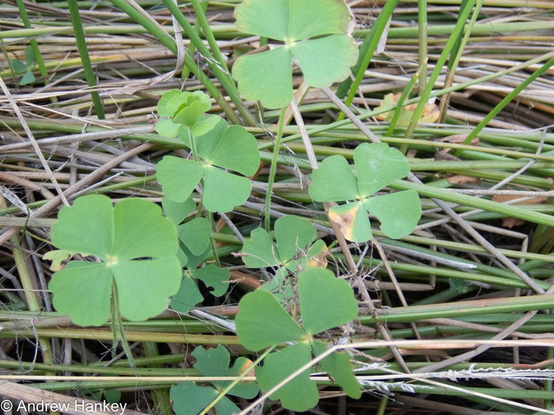 Marsilea farinosa photo 7
