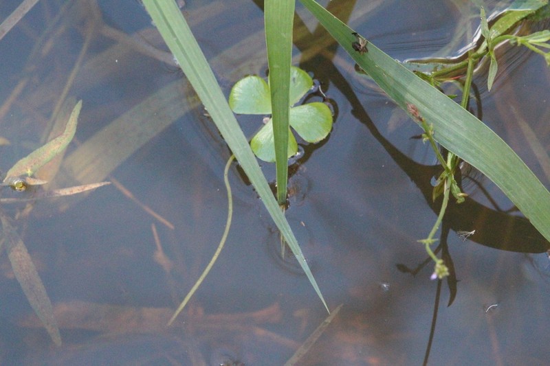 Marsilea farinosa photo 8