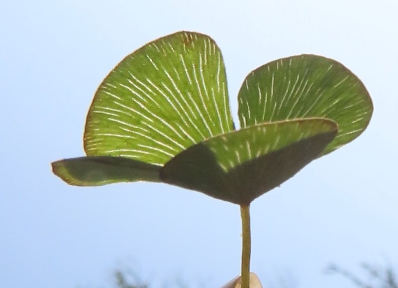 Marsilea fenestrata