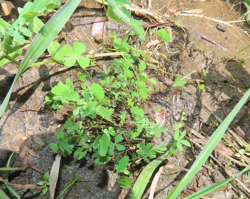 Marsilea fenestrata photo 2