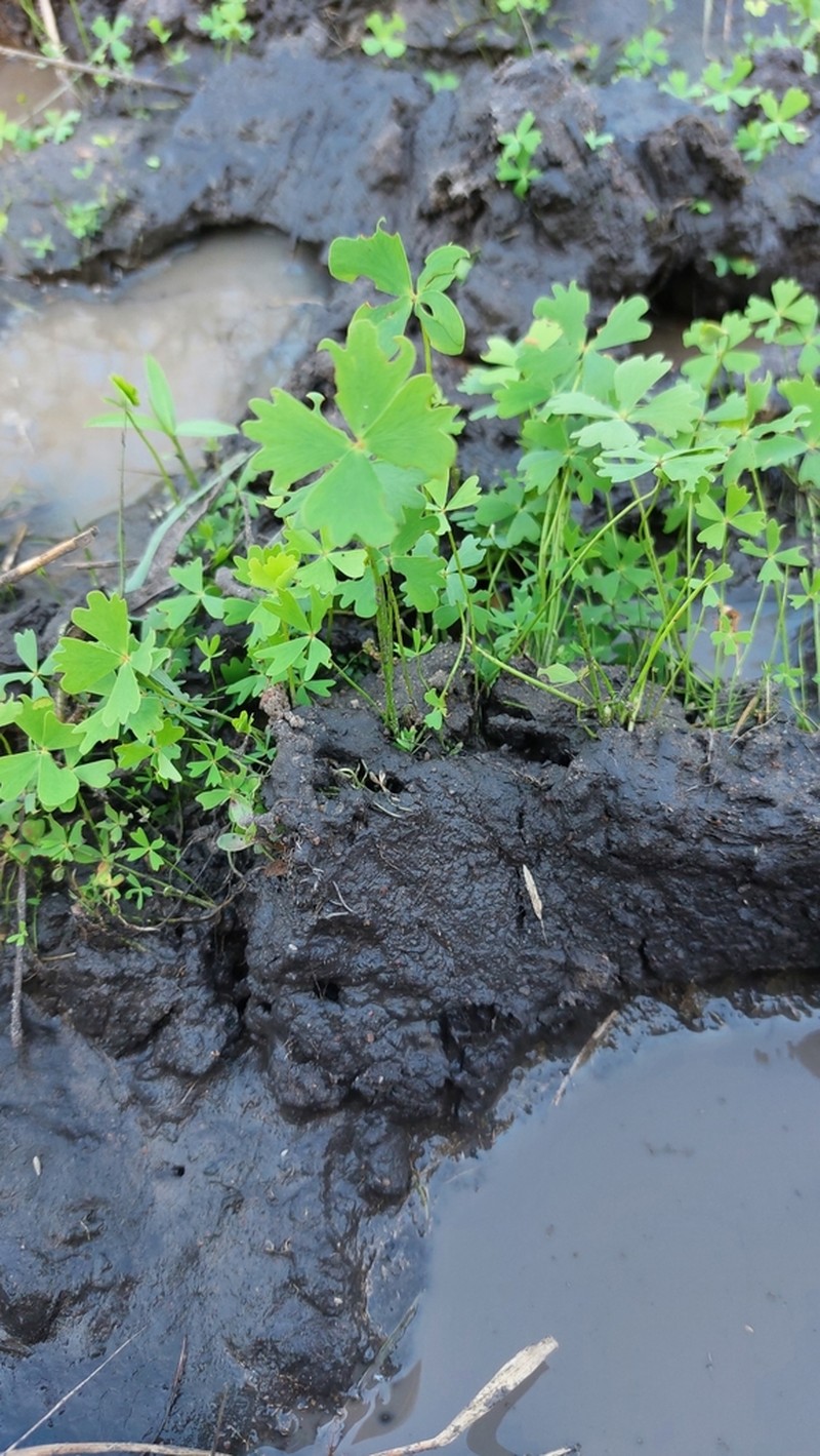 Marsilea fenestrata photo 3