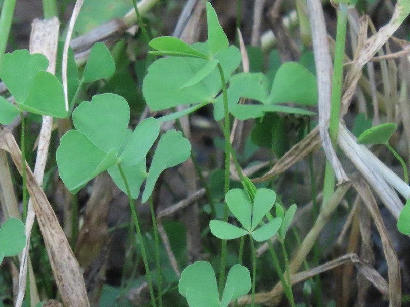 Marsilea fenestrata photo 4