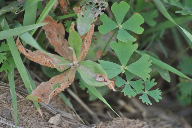 Marsilea fenestrata photo 5