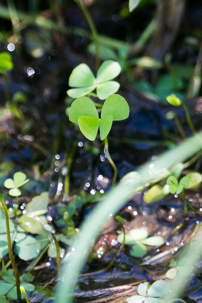 Marsilea fenestrata photo 6