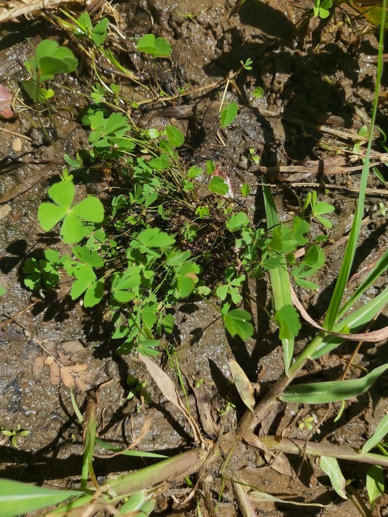 Marsilea fenestrata photo 7
