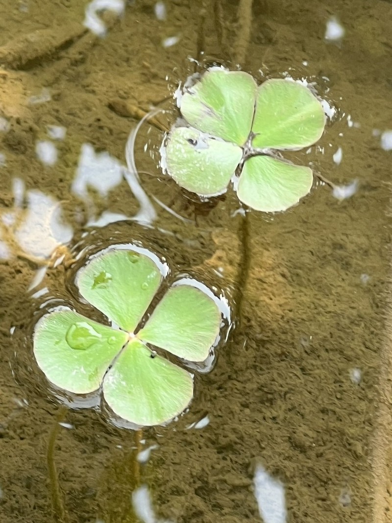 Marsilea gibba