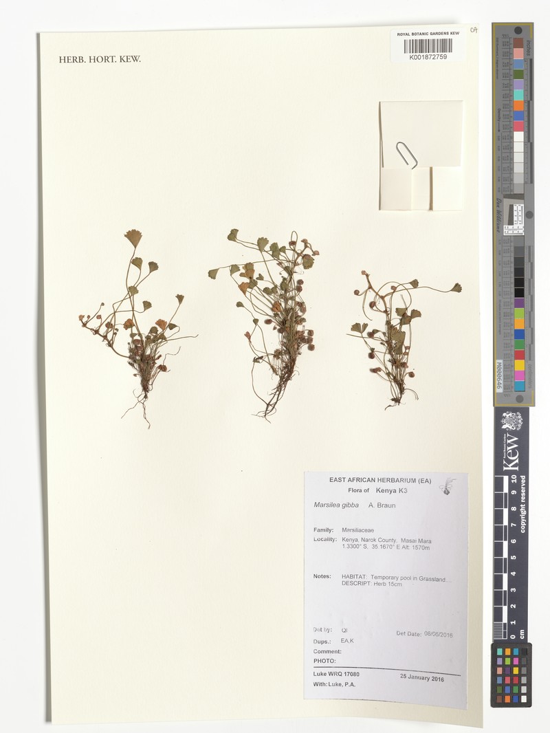 Marsilea gibba photo 2