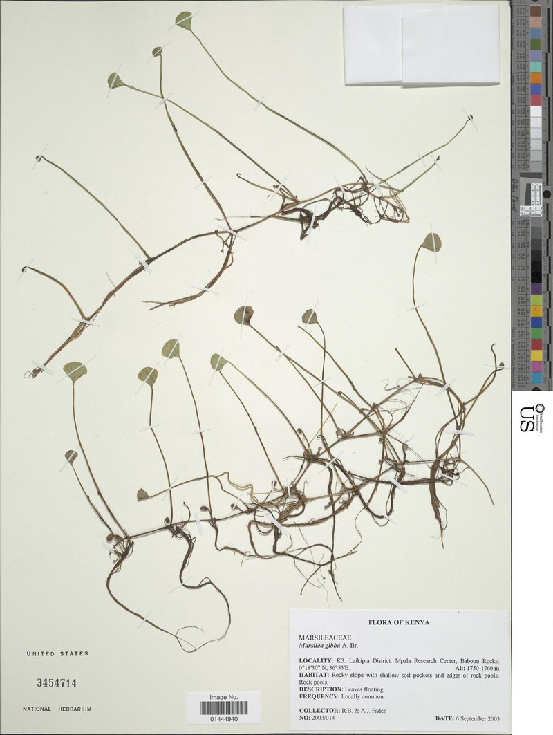 Marsilea gibba photo 3