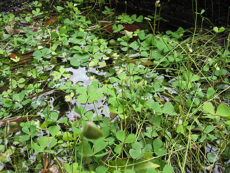 Rough Waterclover photo 4