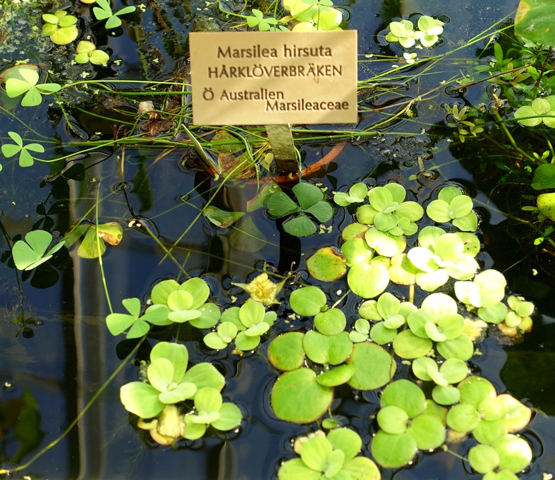 Rough Waterclover photo 2